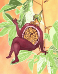 Maracuyá Print